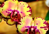 DSCF0753.jpg