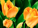 DSCF0817.jpg