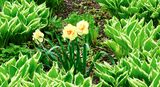 DSCF0871.jpg