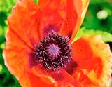 DSCF0934.jpg