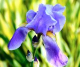 DSCF0954.jpg