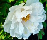 DSCF0969.jpg
