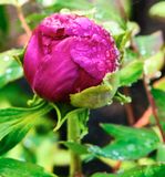 DSCF0971.jpg