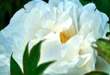DSCF0993.jpg