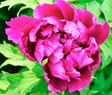 DSCF1004.jpg