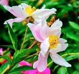 DSCF1101.jpg