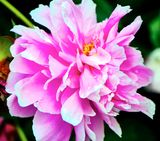DSCF1103.jpg