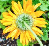 DSCF1142.jpg