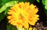 DSCF1150.jpg