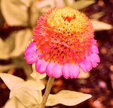 DSCF1216.jpg