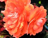 DSCF1247.jpg