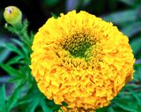 DSCF1274.jpg
