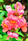 DSCF1282.jpg