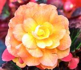 DSCF1314.jpg