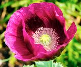 DSCF1349.jpg