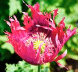 DSCF1356.jpg