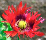 DSCF1359.jpg