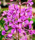 DSCF1379.jpg