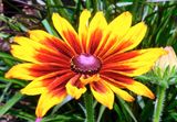 DSCF1429.jpg
