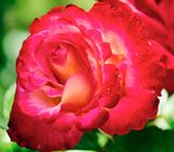 DSCF1609.jpg