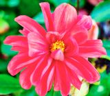 DSCF1694.jpg