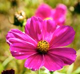 DSCF1700.jpg