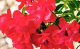 DSCF1731.jpg