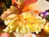 DSCF1758.jpg
