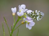 Oranjetipje- Orange Tip- Anthocharis cardamines