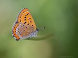 Blauwe Vuurvlinder - Violet Copper - Lycaena helle