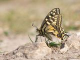 Koninginnenpage - Swallowtail -  Papilio machaon