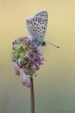 Bruine Vuurvlinder - Sooty Copper - Lycaena tityrus