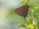 Pruimenpage - Black Hairstreak - Satyrium pruni