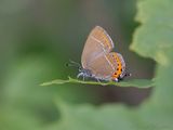 Pruimenpage - Black Hairstreak - Satyrium prun