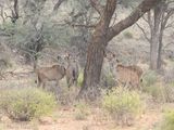 Grote Koedoe - Greater Kudu - Tragelaphus strepsiceros
