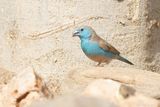 Angolees Blauwfazantje - Blue Waxbill - Uraeginthus angolensis