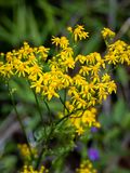 Golden Ragwort