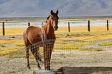 Keeler horse