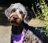 Purple squinting 