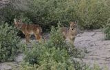 2 coyotes