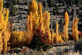 Bishop turning leaves
