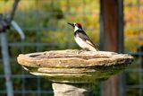 Backyard woodpecker