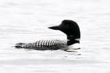 Crimson Lake Loons-3.jpg