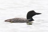 Crimson Lake Loons-4.jpg