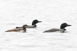 Crimson Lake Loons-5.jpg