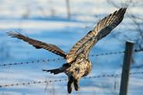 Great Gray Owl OCBC 01.02.25