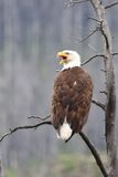 Jasper Bald Eagle 25.06.25