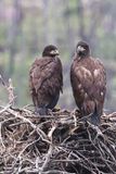 Jasper Bald Eaglets 25.06.25