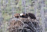 Jasper Bald Eagle and Eaglets 25.06.24