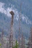 Jasper Bald Eagle nest 25.06.24